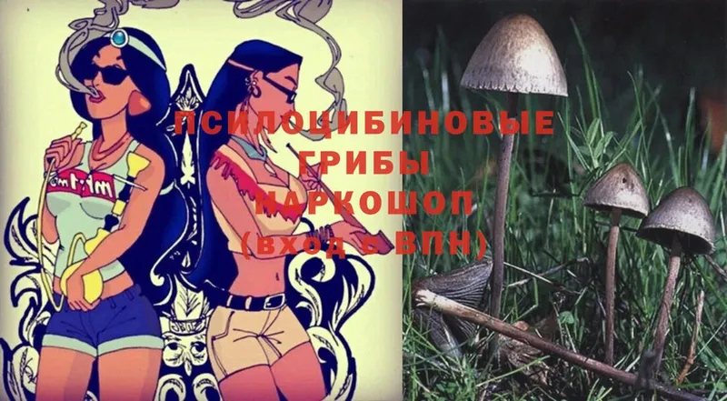 Псилоцибиновые грибы Magic Shrooms  где купить наркотик  shop состав  Адыгейск 